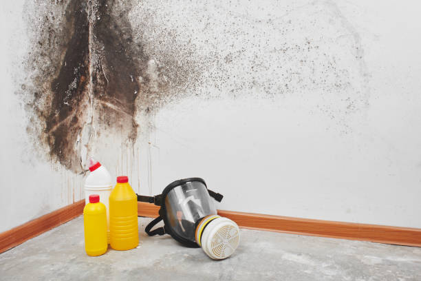 East Norwich, NY Mold Inspection, Removal & Remediation Company